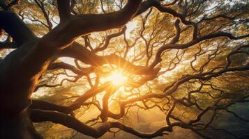 ai généré lumière du soleil diffusion par branches à le coucher du soleil photo