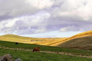 idyllique rural paysage avec bétail pâturage sur vert collines en dessous de une nuageux ciel dans Yorkshire vallons. photo