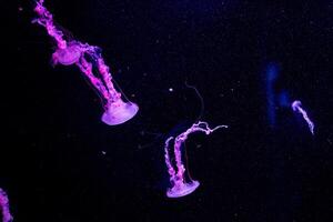 embrasé violet méduse nager dans le foncé océan profondeurs, offre une mystique et serein sous-marin scène. photo