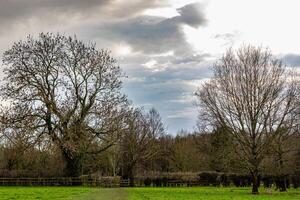 serein parc paysage avec nu des arbres et luxuriant vert herbe en dessous de une nuageux ciel. photo