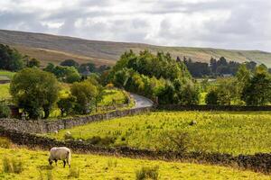 idyllique campagne paysage avec enroulement route, pierre clôtures, vert des champs, et une seul mouton en dessous de une nuageux ciel. photo