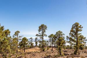ensoleillé paysage avec épars pin des arbres et clair bleu ciel dans tenerife. photo
