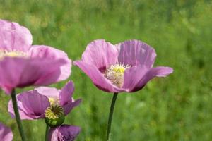 coquelicots roses dans le domaine photo