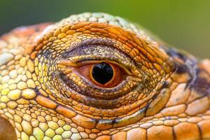 gros plan des yeux d'iguane super rouge photo
