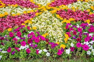 multicolore parterre de fleurs. différent magnifique espèce de épanouissement fleurs. photo