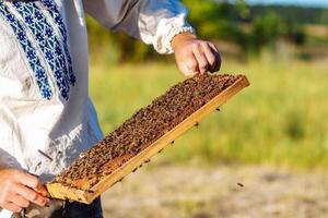 mains de homme spectacles une en bois Cadre avec nids d'abeille sur le Contexte de vert herbe dans le jardin photo