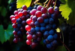 ai généré noir et rouge les raisins dans grain de raisin vigne entouré. une grappe de mûr les raisins bloque gracieusement de une vigne dans une vignoble, prêt à être récolté. photo