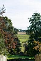 scénique campagne vue avec luxuriant des arbres, pâturage bétail, et une clair ciel, parfait pour arrière-plans ou la nature thèmes. photo