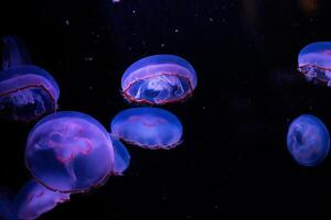 embrasé méduse nager dans le foncé océan profondeurs. photo
