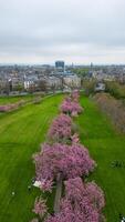 aérien vue de une parc avec épanouissement Cerise fleur des arbres et gens marche, ville bâtiments dans le Contexte dans harroquer, Nord Yorkshire. photo