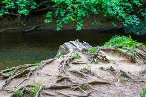 arbre les racines exposé sur une berge de rivière avec luxuriant vert feuillage dans une serein forêt paramètre. photo