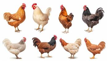 ai généré ensemble de pose les poules isolé sur blanc Contexte photo