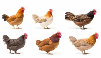 ai généré ensemble de pose les poules isolé sur blanc Contexte photo