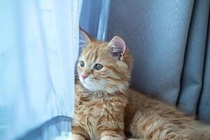 mignonne Orange chaton Faire divers pose photo