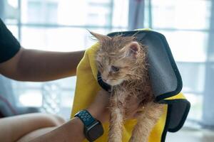 femme main donnant une sec une baignoire à un Orange chat dans le maison. photo