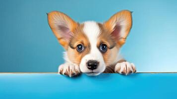 ai généré adorable corgi chiot avec grand, émouvant yeux coups d'oeil plus de Orange table contre bleu toile de fond, ai généré. photo