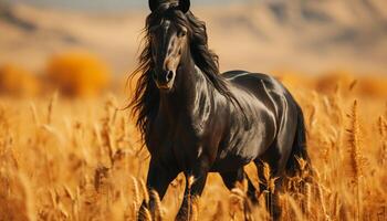 ai généré majestueux étalon court librement dans tranquille l'automne Prairie généré par ai photo