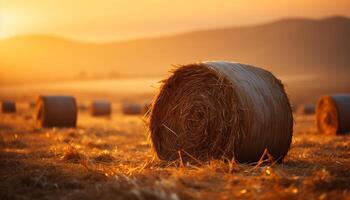 ai généré le coucher du soleil plus de une rural cultiver, Prairie d'or avec récolté blé généré par ai photo