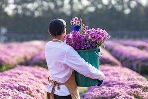 retour vue de asiatique agriculteur ou fleuriste est travail dans le ferme tandis que Coupe violet chrysanthème fleur en utilisant sécateur pour Couper fleurs affaires pour mort titre, cultivation et récolte saison photo