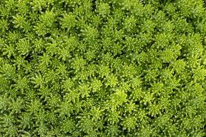 vert citron sedum Angelina sol couverture pour Contexte et texte dans Naturel et minimal conception modèle avec copie espace photo