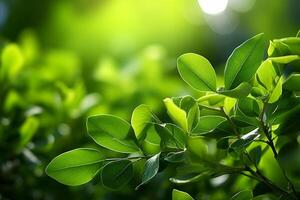 ai généré Naturel éclat vert feuilles avec bokeh et lumière du soleil Contexte photo