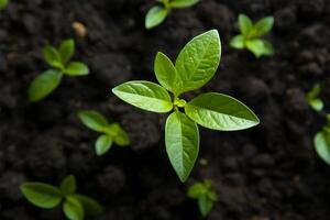 ai généré pousse la vie Haut vers le bas vue de un Avocat plante croissance photo