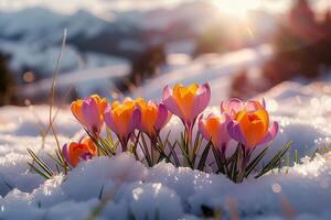 ai généré floral Renaissance crocus transpercer par le hiver paysage, signalisation printemps photo