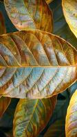ai généré natures beauté Jeune mangue feuilles dans brun, pittoresque Contexte verticale mobile fond d'écran photo