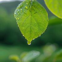 ai généré gouttes de pluie sur une proche en haut feuille, natures exquis détail dans concentrer pour social médias Publier Taille photo