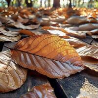 ai généré Soleil embrassé sec feuilles dans le Matin lumière, natures l'automne charme pour social médias Publier Taille photo