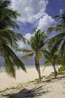 incroyable tropical plage avec gros paume des arbres dans noir île photo