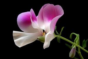 ai généré sucré pois - lathyrus odorante - connu pour leur parfumé fleurit et délicat couleurs. une symbole de plaisir et Départ photo