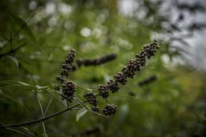 une fermer de une branche de une chaste arbre photo