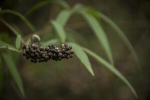 une fermer de une branche de une chaste arbre photo