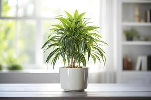 ai généré dracaena plante dans une pot dans Accueil intérieur. concept de soins pour plantes d'intérieur. ai généré photo