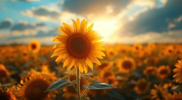 ai généré d'or tournesol sur champ et bleu ciel Stock photo