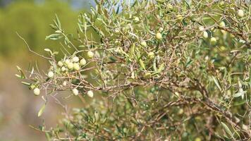 vert Olives sur arbre branche photo