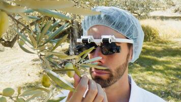 agronome scientifique inspection olive arbre branches photo