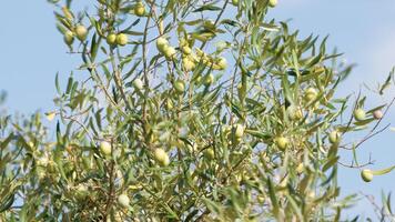 vert Olives sur arbre branche photo