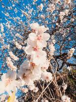 arbre plein de fleurs blanches photo