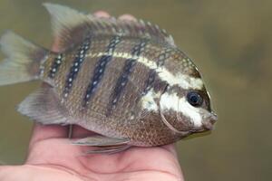 une Bengale sergent ou sergent étroit bande décédés car un irresponsable la personne utilisé poisson poison de le les racines de le tuba plante ou derris. photo