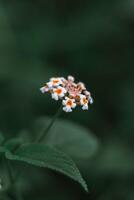 sélectif concentrer de magnifique lantana camara fleur photo