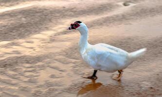 caïrine Moscou - national muscovy canard avec rouge visage à la recherche pour vers des sables sur le plage dans le Matin photo