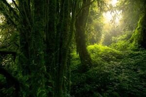 dense foncé vert des arbres forêt avec mousse sur arbre tronc. forêt écosystème. la biodiversité de forêt. vert des arbres Capturer co2. vert forêt Contexte pour carbone neutralité. durable vert environnement. photo