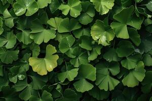 ai généré capillaire ou ginkgo biloba feuilles. guérison plante dans traditionnel chinois médicament photo