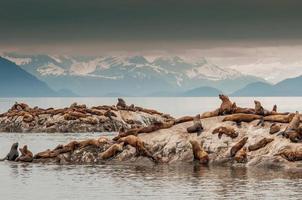 lions de mer de Steller, baie des glaciers photo