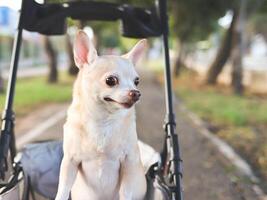 content marron court cheveux chihuahua chien permanent dans animal de compagnie poussette dans le parc. souriant Heureusement et à la recherche de côté avec curiosité. photo