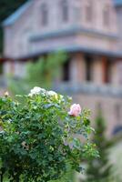 une rose Rose buisson contre le Contexte de une floue vieux château. photo