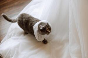 Écossais chat à une mariage. Écossais plier chat et mariage bouquet. une animal de compagnie à une mariage. anxieux Regardez de une chat photo