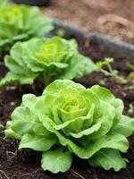 ai généré Frais salade récolte dans le jardin - en bonne santé légume respectueux de la nature légumes verts croissance dans votre jardin. ai généré photo